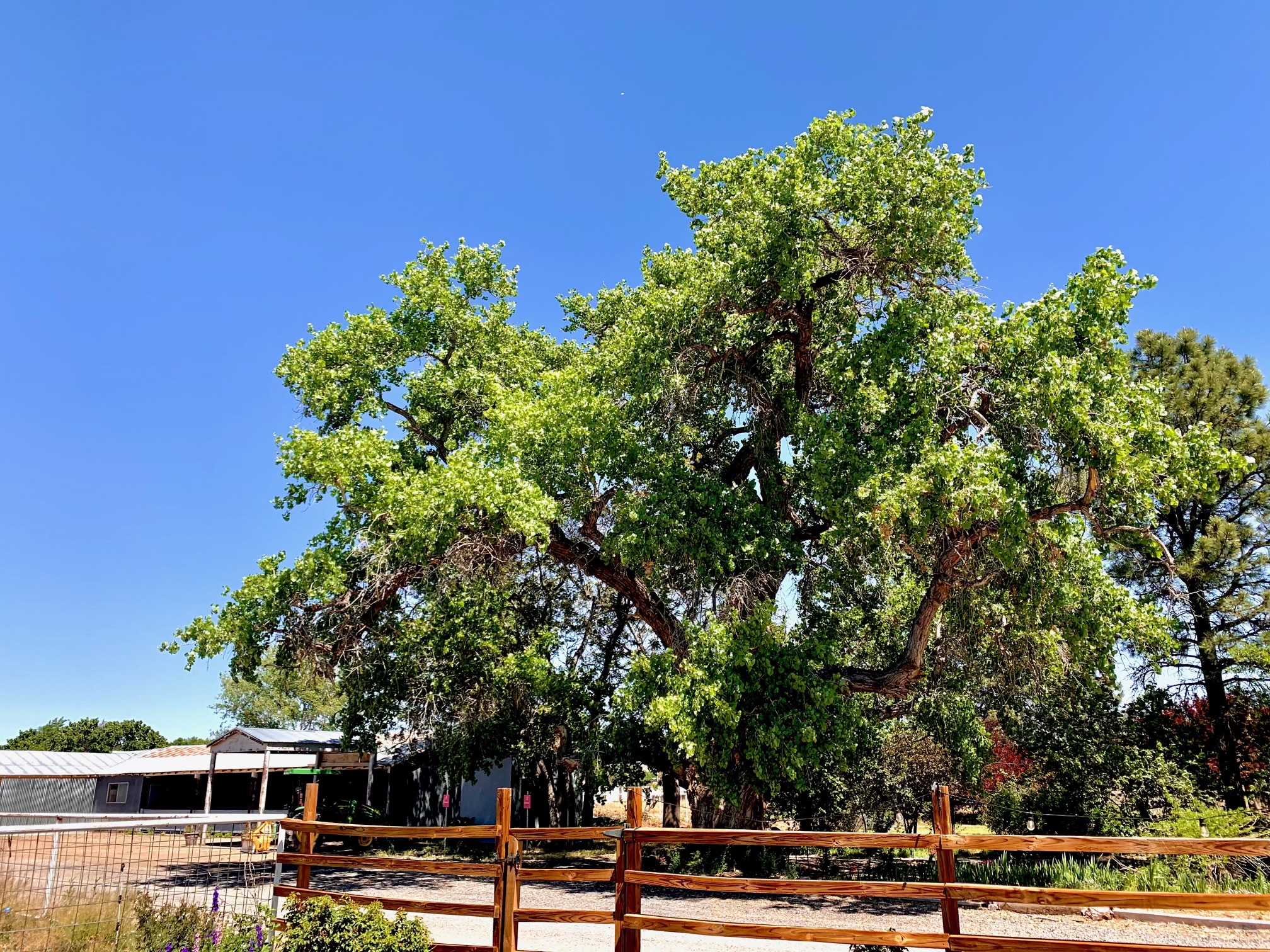 cotonwoodbarn